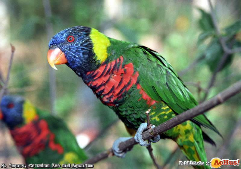 Lorikeet   M